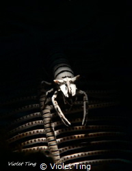 STRIPES
Crinoid Shrimp. Laomenes amboinensis by Violet Ting 
